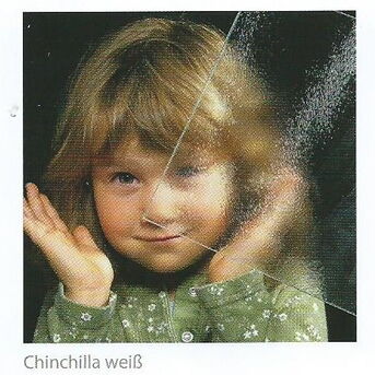 Chinchilla Weiß